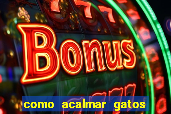 como acalmar gatos agitados a noite