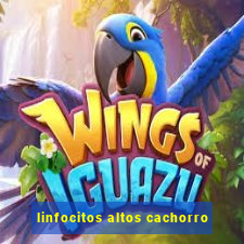 linfocitos altos cachorro