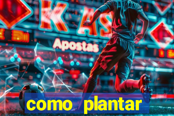 como plantar gergelim no vaso