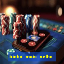 bicho mais velho da loteria dos sonhos