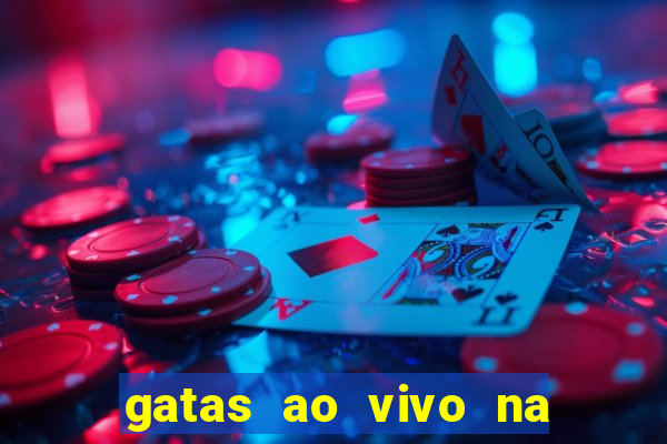 gatas ao vivo na web cam